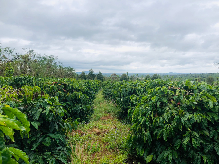 Nhằm nâng cao sản lượng cũng như chất lượng cà phê, hàng chục hộ người dân tộc Ba Na ở xã Glar đã ứng dụng chế phẩm sinh học trong canh tác cây cà phê. Ảnh T.H
