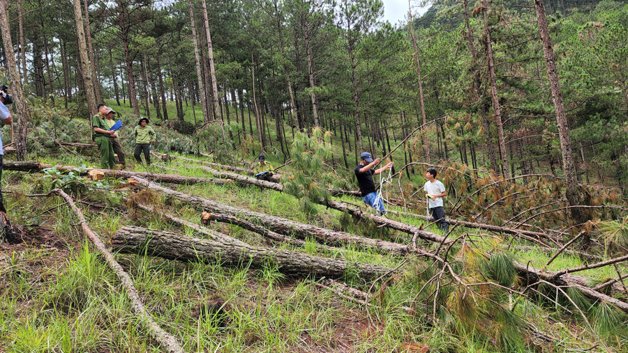Có khoảng 400 cây thông 3 lá thuộc rừng phòng hộ bị triệt hạ và đầu độc. Ảnh: Lâm Viên