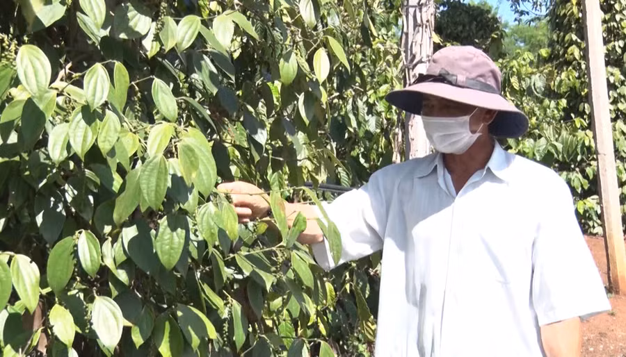 Ông Lý bên vườn tiêu của gia đình. Ảnh: Hà Phương
