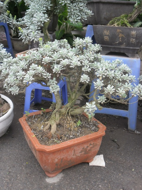 Cúc mốc thuộc loại cây cảnh thân gỗ, cao khoảng từ 10-50 cm. Thân cứng màu nâu. Cành phía gốc nhẵn, phía trên non và gầy hơn, có phủ lông trắng nhạt.