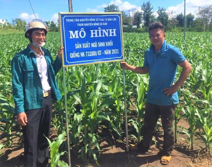 Mô hình trồng ngô sinh khối đang được nông dân xã Xuân Phú ((huyện Ea Kar, tỉnh Đắk Lắk) nhân rộng.