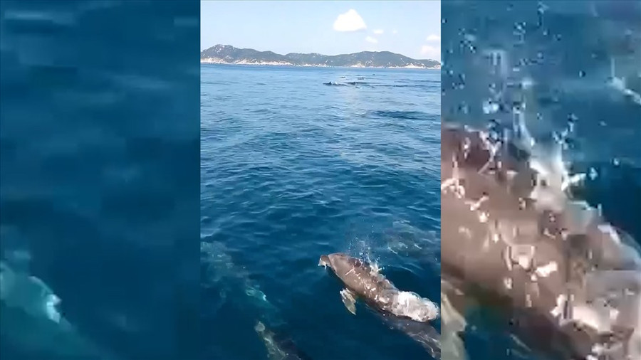 Đàn cá heo với số lượng rất lớn bơi cùng thuyền đánh cá.