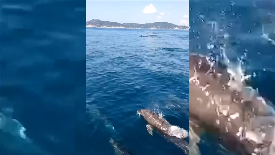 Đàn cá heo với số lượng rất lớn bơi cùng thuyền đánh cá.