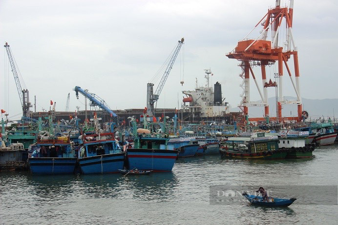 Bình Định thời gian qua đã triển khai hàng loạt giải pháp, truy nguồn gốc, báo cáo nhật ký khai thác... nhằm gỡ thẻ vàng thuỷ sản. Ảnh: DT