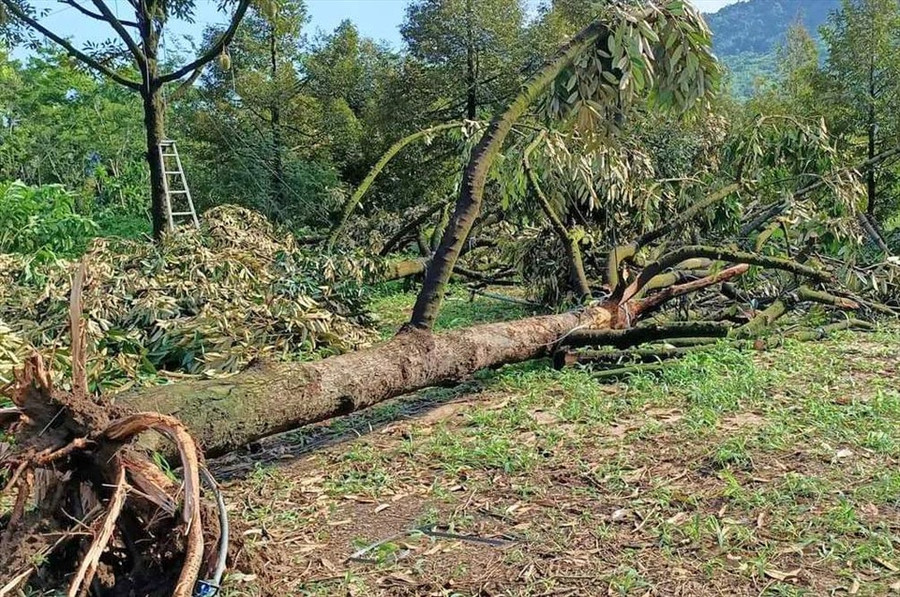 Cây sầu riêng bị ngã đổ có tuổi đời từ 6 - 14 năm và đang bước vào thời kỳ kinh doanh. Ảnh: KP Cây sầu riêng bị ngã đổ có tuổi đời từ 6 - 14 năm và đang bước vào thời kỳ kinh doanh. Ảnh: KP