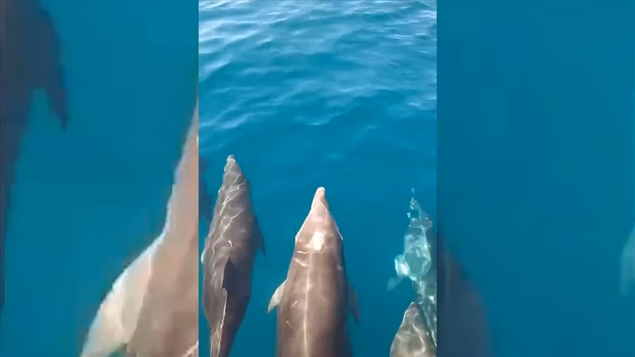 Cá heo xuất hiện ở vịnh Vân Phong.