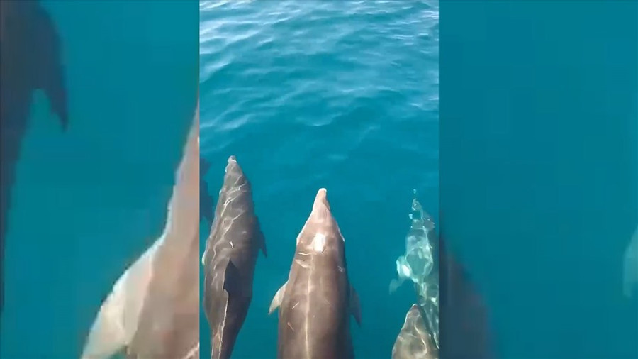 Cá heo xuất hiện ở vịnh Vân Phong.