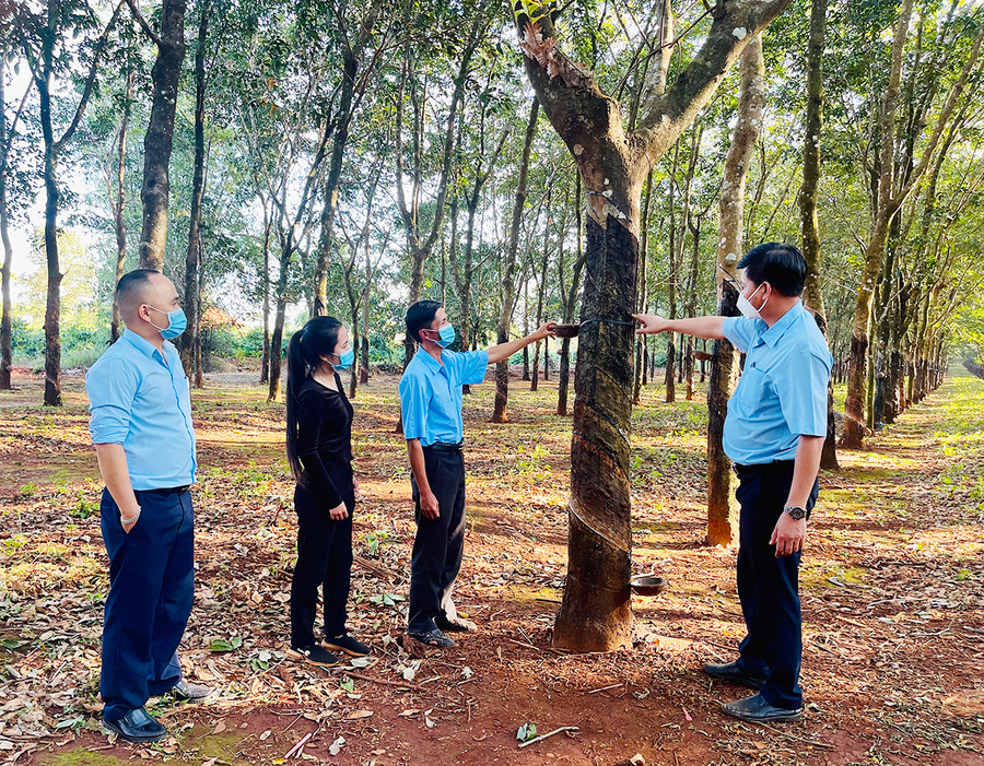  Năm nay, nhờ thời tiết thuận lợi nên nhiều doanh nghiệp cao su trên địa bàn tỉnh đã mở miệng cạo sớm. Ảnh: Vũ Thảo