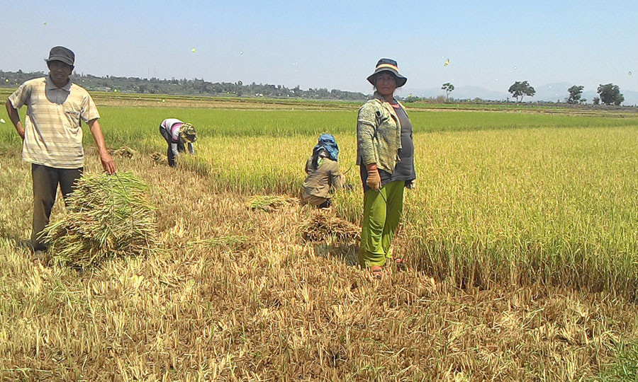 Người dân cắt bỏ ruộng lúa bị cháy non do thiếu nước. Ảnh: N.G  Người dân cắt bỏ ruộng lúa bị cháy non do thiếu nước. Ảnh: N.G