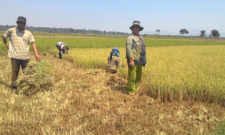  Người dân cắt bỏ ruộng lúa bị cháy non do thiếu nước. Ảnh: N.G