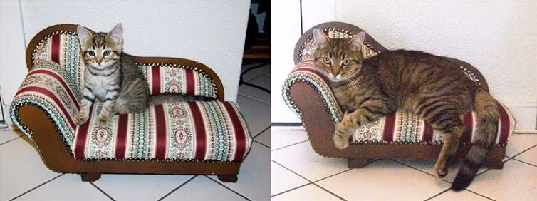 Không phải em lớn lên đâu, mà là chiếc ghế đã bị co lại đấy. (Nguồn: diply.com)