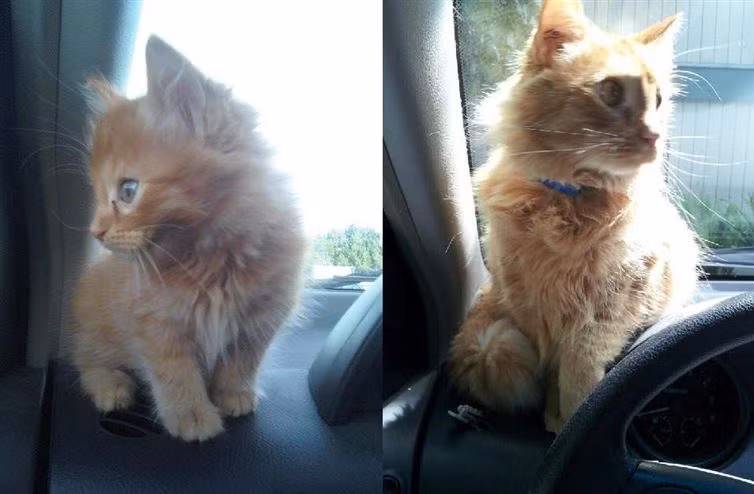 Chỗ ngồi yêu thích nay đã trở nên chật hẹp quá rồi. (Nguồn: diply.com)