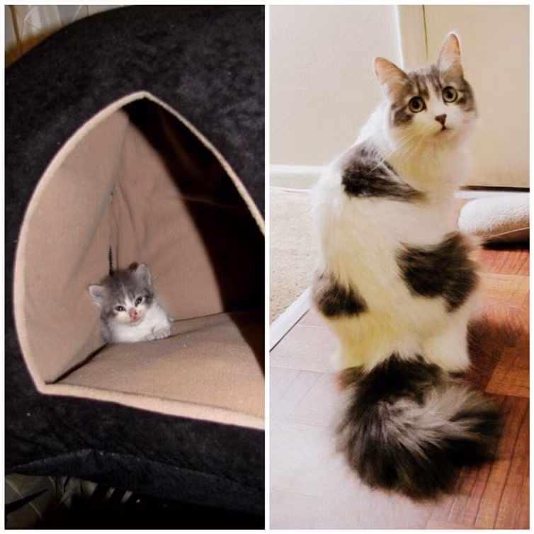  Đôi mắt tròn xoe này thực sự hớp hồn tôi. (Nguồn: diply.com)