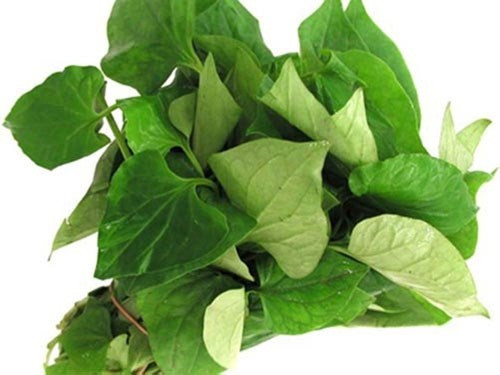 Rau diếp cá giúp nám mờ đi từng ngày Rau diếp cá giúp nám mờ đi từng ngày