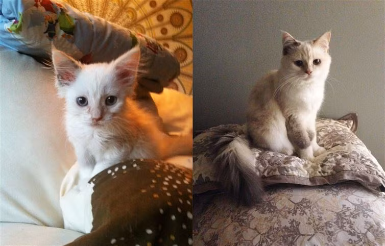 Chú mèo này khi đã trưởng thành trông còn đáng yêu hơn lúc còn nhỏ.