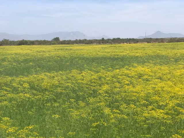 Cánh đồng hoa thì là rất đẹp trước khi có khách tham quan.