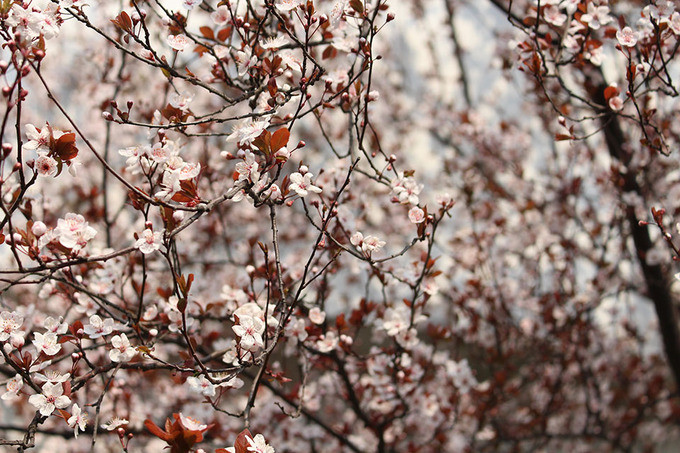Hoa anh đào: Thường từ giữa tháng 3 đến tháng 4, công viên Cố Thôn (quận Bảo Sơn) là nơi tổ chức lễ hội hoa anh đào lớn nhất Thượng Hải. Ngoài ra bạn có thể đến trường Đại học Đồng Tế, ngôi trường này nổi tiếng với con đường hoa anh đào.  Hoa anh đào: Thường từ giữa tháng 3 đến tháng 4, công viên Cố Thôn (quận Bảo Sơn) là nơi tổ chức lễ hội hoa anh đào lớn nhất Thượng Hải. Ngoài ra bạn có thể đến trường Đại học Đồng Tế, ngôi trường này nổi tiếng với con đường hoa anh đào.