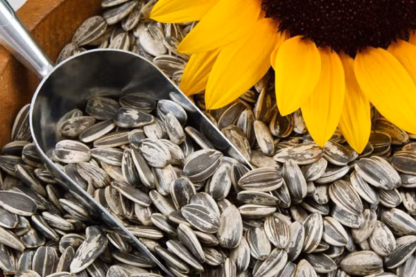 Hạt hướng dương chứa nhiều vitamin B, vitamin E và chất xơ, giúp nâng cao khả năng kiềm chế cơn đói.