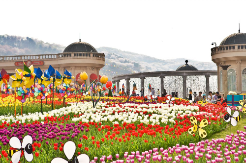Mùa xuân Hàn Quốc không chỉ ngọt ngào trong sắc hồng hoa anh đào, mà còn rực rỡ với loài hoa tulip, điều này làm không ít du khách bất ngờ, thích thú. Thật vậy, không chỉ có ở Hà Lan, tại xử sở Kim Chi vào tháng 3, loài hoa tulip cũng thi nhau đua nở. Từ ngày 26-3 đến ngày 23-4, du khách sẽ được tham dự lễ hội hoa tulip tại công viên Everland – một trong những thiên đường giải trí lớn nhất Hàn Quốc. Lễ hội quy tụ 100 loại hoa tulip với tổng số lượng lên đến 12 triệu bông với nhiều màu sắc và hình dáng độc đáo, từ trắng tinh khôi, đỏ rực rỡ, xanh dịu dàng hay sắc vàng kiêu hãnh. Tất cả tạo thành thảm hoa mênh mông như bức tranh mùa xuân rực rỡ.