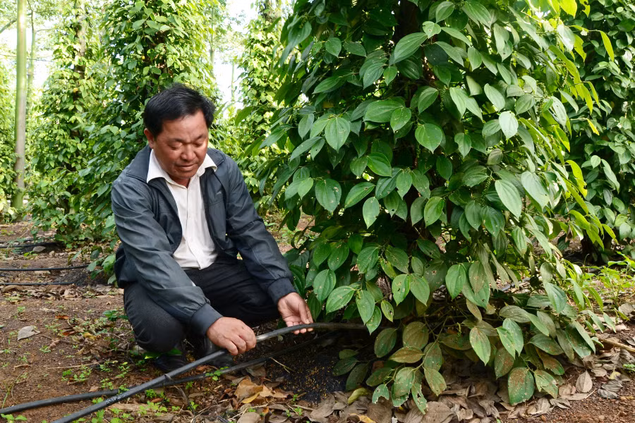 Vào mùa khô, nhu cầu sử dụng điện để bơm tưới nước cho cây trồng của người dân tăng cao. Ảnh: N.T