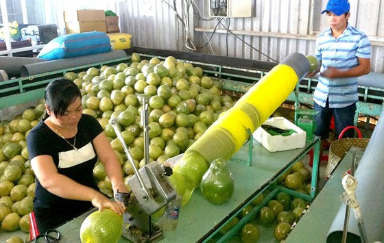 Sơ chế bưởi Năm Roi ở xã Bình Minh, Vĩnh Long