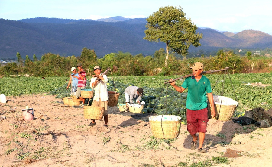 Người trồng dưa hấu phấn khởi khi dưa được mùa, được giá. Ảnh: Q.T