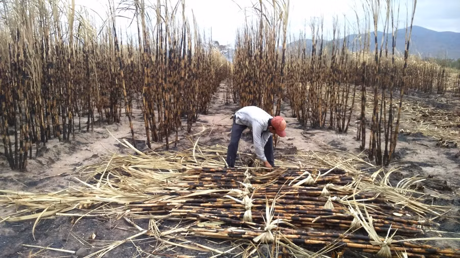 Chỉ một chút bất cẩn của người dân đã khiến nhiều ruộng mía cháy trụi. Ảnh: Q.T 