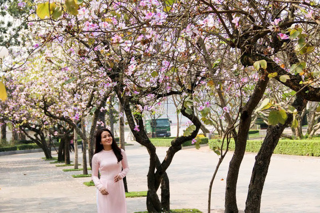 Trong tiếng Thái, “Ban” có nghĩa là “ngọt”, “hoa ban” là “hoa ngọt”, nở rộ đẹp nhất vào cuối tháng 2, đầu tháng 3. Vào thời điểm này, nhiều người yêu thích vẻ đẹp của hoa ban lại tranh thủ ghi lại những bức ảnh làm kỷ niệm.