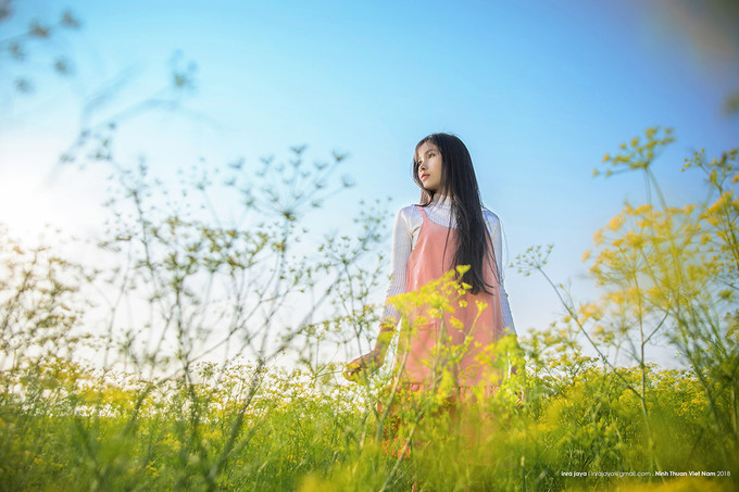 Cách Phan Rang - Tháp Chàm khoảng 20 km, bạn có thể đi xe máy hoặc ô tô để đến vườn. Từ trung tâm thành phố, bạn chạy theo Quốc lộ 1A hướng Nha Trang, đến cầu Lương Cách thì rẽ trái vào tỉnh lộ 705, chạy thẳng hướng Phước Trung. Trên đường đi Phước Trung, bạn sẽ bắt gặp con đường đất dài khoảng 300 m dẫn vào cánh đồng hoa nằm đối diện một ngôi nhà có con sư tử đá phía trước. Du khách nên cân đối thời gian di chuyển để đến cánh đồng hoa vào khoảng thời gian đẹp nhất từ khoảng 6h-8h hoặc 16h-17h30. Theo chủ vườn, hoa chỉ nở trong thời gian ngắn, đẹp nhất là hết tuần này.