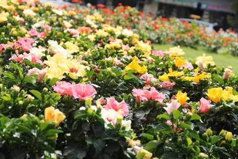 Hoa khoe sắc tại công viên hoa Công trường Lam Sơn phía sau Nhà hát TP.HCM Hoa khoe sắc tại công viên hoa Công trường Lam Sơn phía sau Nhà hát TP.HCM