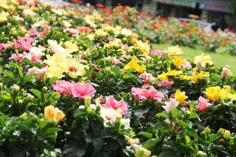  Hoa khoe sắc tại công viên hoa Công trường Lam Sơn phía sau Nhà hát TP.HCM
