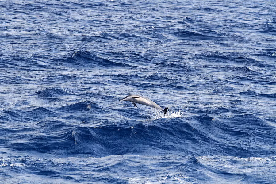 Cá heo ở Trường Sa - ẢNH: TRẦN THÀNH