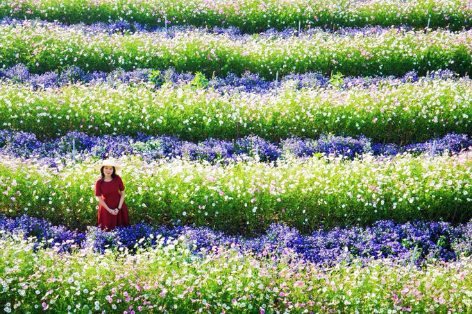 Bên cạnh hoa xôn xanh, nơi đây còn có các loài như lưu ly, hồng ri, cánh bướm... Tùy điều kiện mà hoa được trồng xen kẽ hoặc tách riêng, tạo nên những dải màu bắt mắt nếu nhìn từ trên cao.