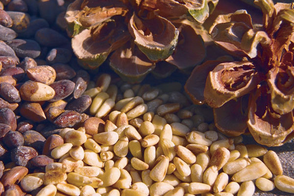 Chất béo trong nhân hạt thông phần nhiều là axit béo không bão hòa có lợi cho cơ thể cùng nhiều protein, vitamin và chất khoáng, là thực phẩm hỗ trợ giảm cân hiệu quả. Chất béo trong nhân hạt thông phần nhiều là axit béo không bão hòa có lợi cho cơ thể cùng nhiều protein, vitamin và chất khoáng, là thực phẩm hỗ trợ giảm cân hiệu quả.