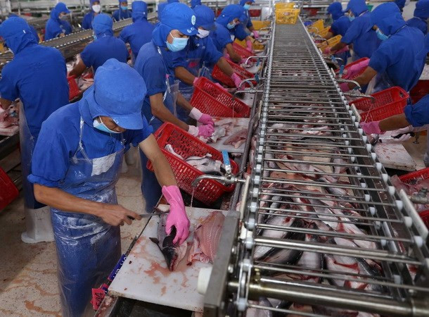  Chế biến cá tra xuất khẩu. (Ảnh: Vũ Sinh/TTXVN)