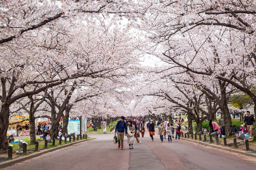  Đến Hàn Quốc vào đúng dịp hoa anh đào nở rộ, dù chỉ đơn giản rảo bước loanh quanh trên những con đường, góc phố Seoul ngắm hoa cũng đủ khiến bất cứ ai say đắm. Những cánh hoa anh đào mong manh kết thành chùm như những áng mây hồng thơ mộng. Chỉ cần một cơn gió nhẹ thổi qua là có ngay một cơn mưa hoa lất phất. Nhẹ tay đón lấy những cánh anh đào rơi, hít căng tràn lồng ngực bầu không khí tươi mới thoảng hương hoa, nắng xuân dịu nhẹ và cái se lạnh vùng ôn đới làm hồng hào đôi má… tất cả như đưa du khách lạc bước vào xứ sở thần tiên. Đến đây, du khách đừng bỏ lỡ con đường hoa anh đào Yunjungno đẹp nhất Seoul. Vào thời gian này, con đường dài gần 6 km đồng loạt chuyển màu hồng nhẹ bởi 1.400 cây hoa anh đào được trồng san sát nhau dọc theo tuyến đường. Cảnh đẹp của Yunjungno là điểm hẹn lý tưởng của rất nhiều du khách đến tham quan, thưởng hoa.