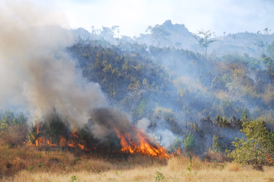 Đây là thời điểm mà nguy cơ xảy ra cháy rừng rất cao. Ảnh: Q.T