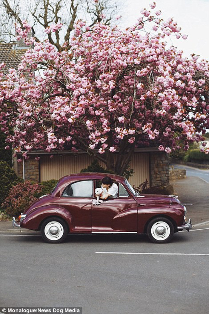 Chiếc Morris Minor sử dụng nó để đi du lịch lên và xuống các đảo ở Anh trên các chuyến đi viết blog của cặp đôi này - Ảnh: Daily mail