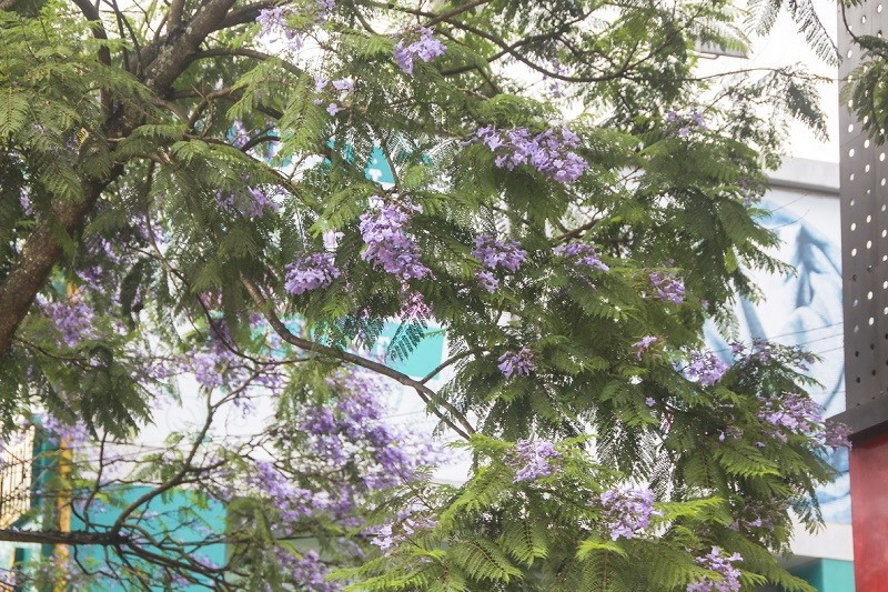 Vẻ đẹp phượng tím.