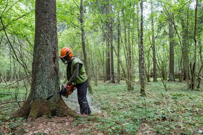 Khai thác gỗ tại rừng nguyên sinh Bialowieza năm 2016. (Nguồn: AFP/TTXVN) Khai thác gỗ tại rừng nguyên sinh Bialowieza năm 2016. (Nguồn: AFP/TTXVN)