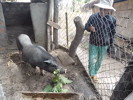 Loài heo đen dễ nuôi, chi phí ít lại bán giá cao đang giúp các hộ chăn nuôi ở xã Lơ Ku (huyện Kbang) tăng thu nhập. Ảnh. Ngọc Minh