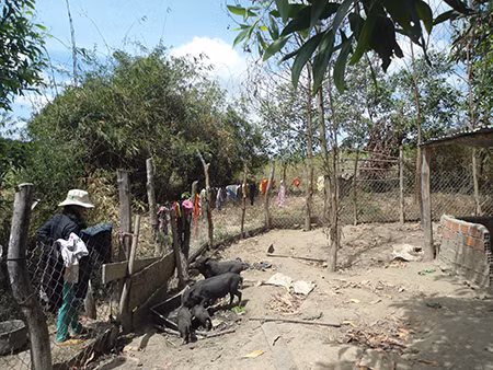 Tăng thu nhập nhờ nuôi heo đen. Ảnh: N.M