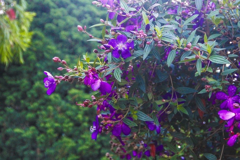 Màu tím của hoa mua.