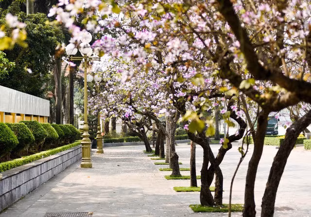 Vào những ngày đầu tháng 3, nhiều tuyến phố ở Hà Nội lại bung nở rực rỡ sắc tím của hoa ban Tây Bắc. Loài hoa mang hương vị núi rừng mang đến cho Thủ đô vẻ đẹp lãng mạn, dịu dàng trong những ngày đầu xuân…