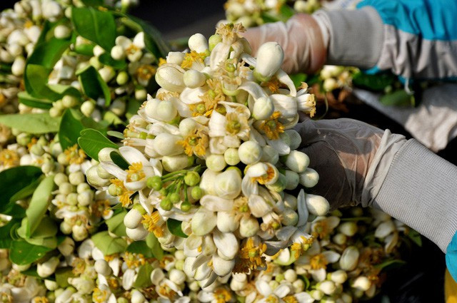  Mùa hoa bưởi về cũng là thời điểm chuyển giao giữa tháng, kết thúc cái se se lạnh của mùa xuân và báo hiệu mùa hè sắp về