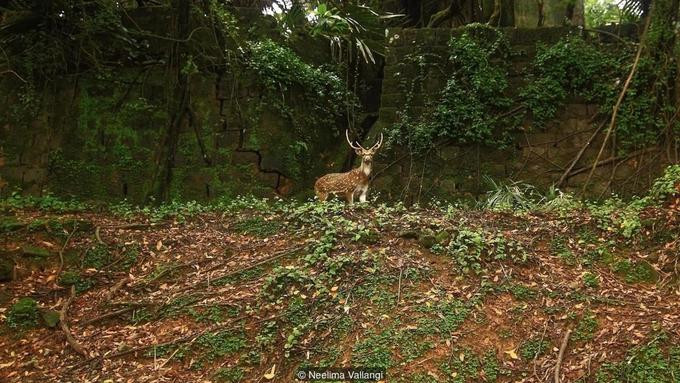 Đầu thập niên 1900, quân Anh đem tới rất nhiều giống hươu tới quần đảo Andaman để phục vụ cho thú săn bắn. Tuy nhiên, không có những loài ăn thịt tự nhiên, hươu này trở thành loài gây hại, ảnh hưởng nghiêm trọng tới sự phát triển của rừng vì ăn cây non. Ngày nay, chúng sống chung với thỏ rừng, công.
