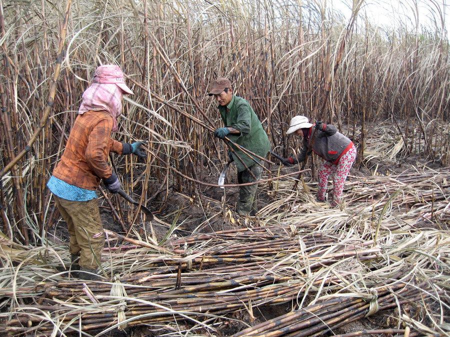  Mía cháy liên tục khiến nông dân sốt ruột. Ảnh: Đ.P