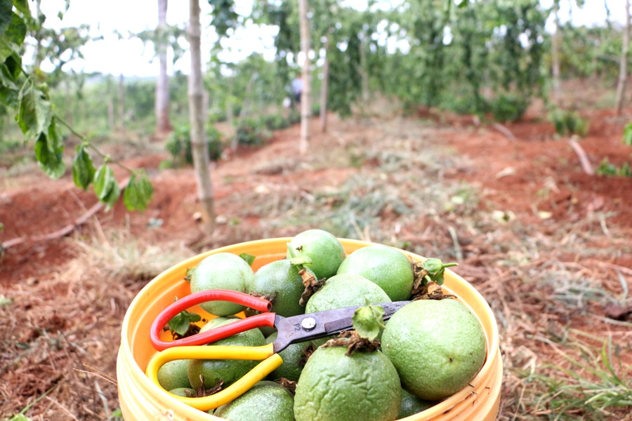 Trái chanh bị héo rụng. Ảnh: Q.T