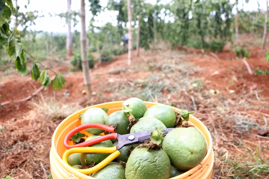 Trái chanh bị héo rụng. Ảnh: Q.T
