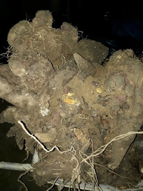 Củ khoai vạc nặng tới 110kg. Củ khoai vạc nặng tới 110kg.